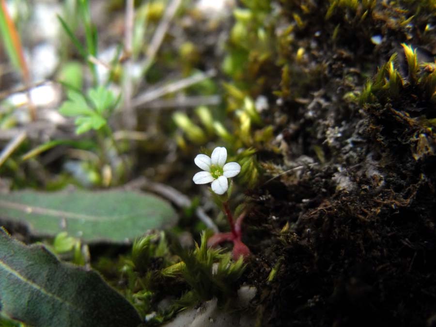 Dal Gargano -  Saxifraga tridactylites